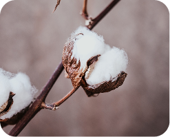 Fleur de coton, mati&egrave;re naturelle utilis&eacute;e dans la mode responsable